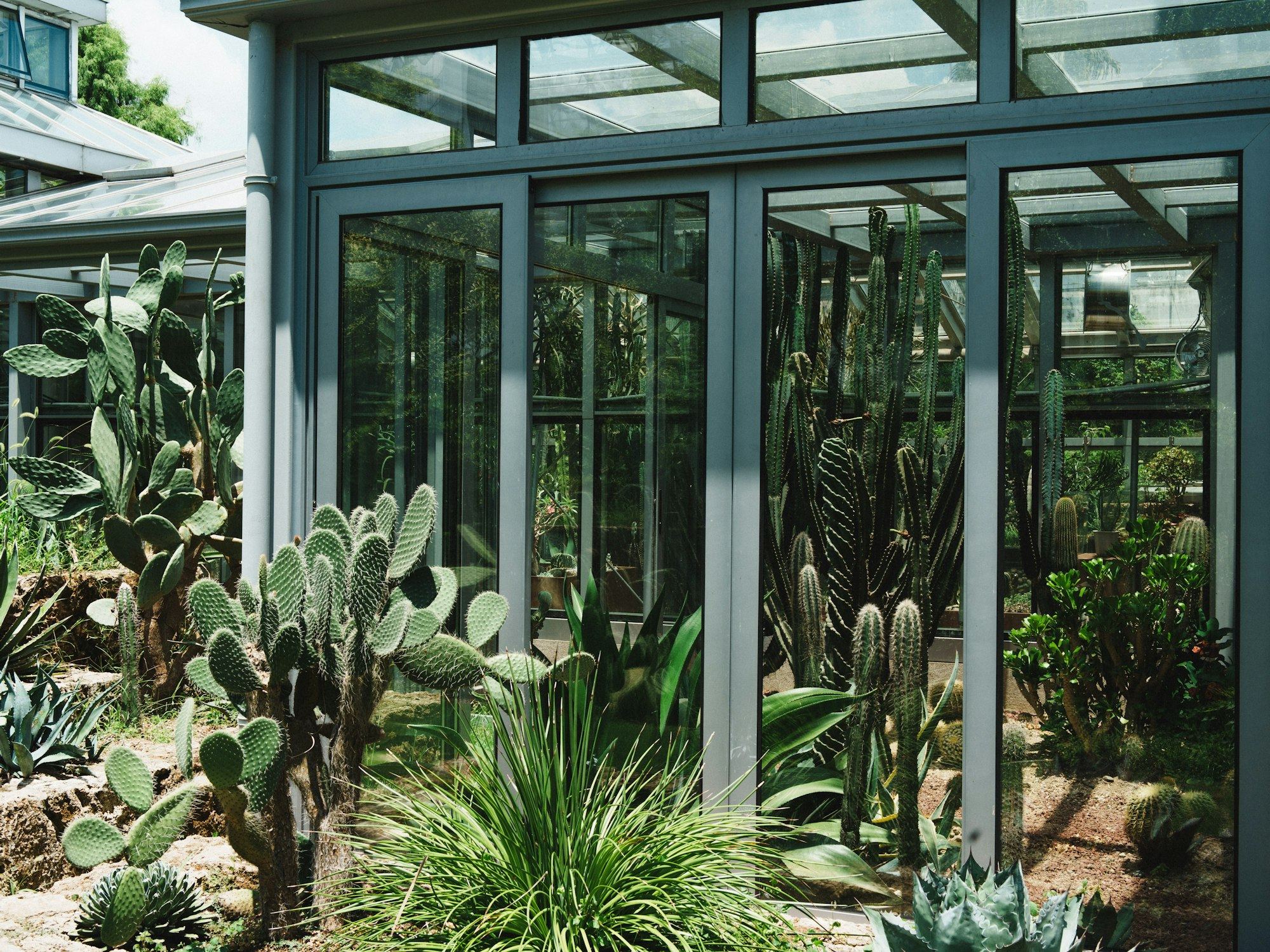 Glass conservatory filled with cacti and desert plants.